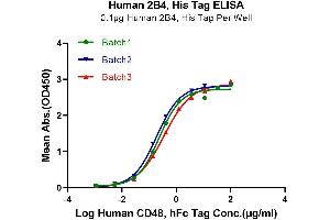 Immobilized Human 2B4, His Tag at 1 μg/mL (100 μL/Well) on the plate. (2B4 Protein (AA 22-221) (His tag))