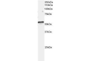 Image no. 1 for anti-ADP-Ribosylation Factor GTPase Activating Protein 3 (ARFGAP3) (C-Term) antibody (ABIN374129)