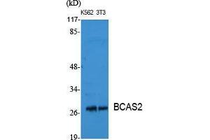 Western Blot (WB) analysis of specific cells using BCAS2 Polyclonal Antibody. (BCAS2 Antikörper  (C-Term))