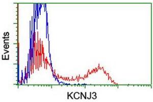 Image no. 3 for anti-Potassium Inwardly-Rectifying Channel, Subfamily J, Member 3 (KCNJ3) (AA 279-501) antibody (ABIN1491309) (KCNJ3 Antikörper  (AA 279-501))