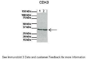Lanes:   1: 40ug mouse heart lysate, 2: 40ug mouse heart lysate  Primary Antibody Dilution:   1:1000  Secondary Antibody:   Anti-rabbit HRP  Secondary Antibody Dilution:   1:10000  Gene Name:   CDK3  Submitted by:   Anonymous (CDK3 Antikörper  (C-Term))