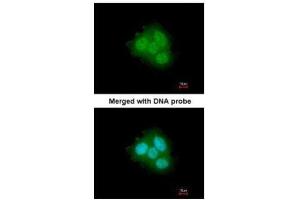 Immunofluorescence (IF) image for anti-FK506 Binding Protein 4, 59kDa (FKBP4) (Center) antibody (ABIN2856902)