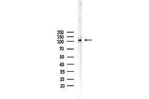 Western blot analysis of lysates from Mouse liver, using Nrf2 Antibody at 1/1000 dilution.