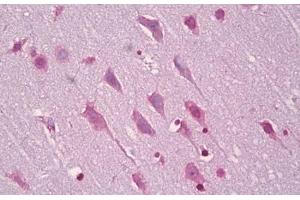 Anti-EFNA5 / Ephrin A5 antibody IHC staining of human brain, cortex neurons. (Ephrin A5 Antikörper  (AA 31-80))