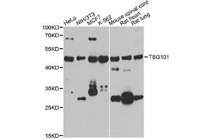Western blot analysis of extracts of various cell lines, using TSG101 antibody. (TSG101 Antikörper)