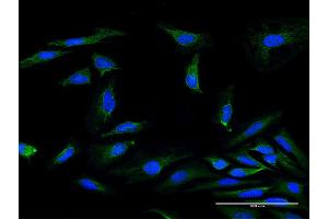Immunofluorescence of purified MaxPab antibody to MRPS34 on HeLa cell. (MRPS34 Antikörper  (AA 1-218))
