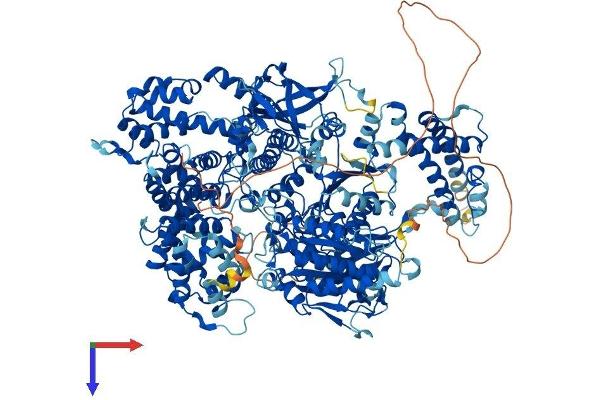 AQR Protein (AA 1-1481) (His tag)