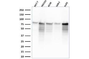 Western Blot Analysis of MCF-7, HEK-293, A549, SKBr3, HeP2 lysate using MCM7 Mouse Monoclonal Antibody (MCM7'2832R).