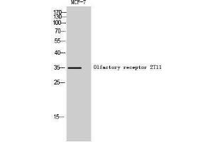Western Blotting (WB) image for anti-Olfactory Receptor, Family 2, Subfamily T, Member 11 (OR2T11) (Internal Region) antibody (ABIN6283096)
