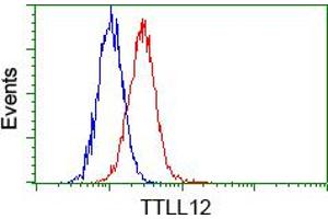Flow cytometric analysis of Hela cells, using anti-TTLL12 antibody (ABIN2453748), (Red) compared to a nonspecific negative control antibody (TA50011) (Blue). (TTLL12 Antikörper)