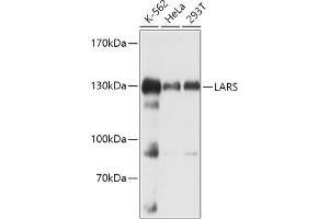 Western blot analysis of extracts of various cell lines, using LARS antibody (ABIN7268238) at 1:1000 dilution. (LARS Antikörper  (AA 1-270))