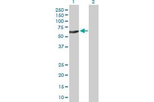 Western Blot analysis of PDE9A expression in transfected 293T cell line by PDE9A MaxPab polyclonal antibody.