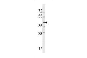 NPRL2 Antibody (C-term) (ABIN1537178 and ABIN2848508) western blot analysis in HL-60 cell line lysates (35 μg/lane). (NPRL2 Antikörper  (C-Term))