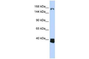 C10ORF12 antibody used at 1 ug/ml to detect target protein.