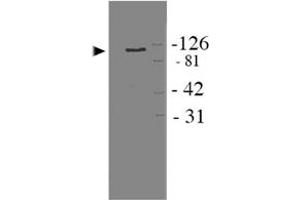 Western blot analysis of Apbb1 in HEK 293 cell lysate using Apbb1 polyclonal antibody .