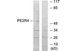 Western blot analysis of extracts from COLO205 cells, using PE2R4 Antibody. (PTGER4 Antikörper  (AA 321-370))