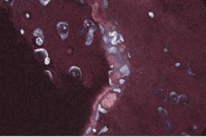 Immunofluorescent staining of rabbit cerebrum.