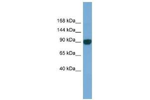 UNC45A antibody used at 0. (UNC45A Antikörper  (N-Term))