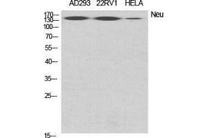 Western Blot (WB) analysis of specific cells using Neu Polyclonal Antibody. (NEURL Antikörper  (Internal Region))