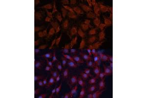 Immunofluorescence analysis of C6 cells using DN antibody (ABIN6130336, ABIN6139701, ABIN6139702 and ABIN7101774) at dilution of 1:100. (DNAJB1 Antikörper  (AA 1-340))