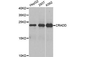Western blot analysis of extracts of various cell lines, using CRADD antibody (ABIN5970473) at 1/1000 dilution. (CRADD Antikörper)
