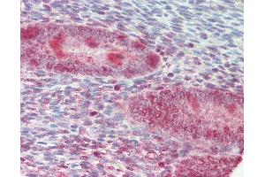 Anti-ZFP36L1 antibody IHC staining of human uterus. (ZFP36L1 Antikörper  (AA 66-115))