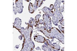 Immunohistochemical staining of human placenta with PEG10 polyclonal antibody  shows strong cytoplasmic positivity in a subset of trophoblastic cells. (PEG10 Antikörper)