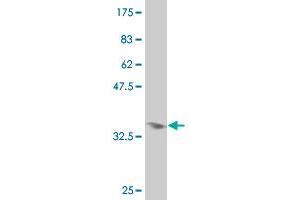 Western Blot detection against Immunogen (35. (CDX4 Antikörper  (AA 202-284))