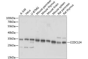 Western blot analysis of extracts of various cell lines, using CCDC124 antibody  at 1:1000 dilution. (CCDC124 Antikörper  (AA 1-223))