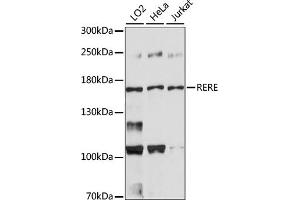 Western blot analysis of extracts of various cell lines, using RERE antibody (ABIN7265666). (RERE Antikörper  (AA 1-220))