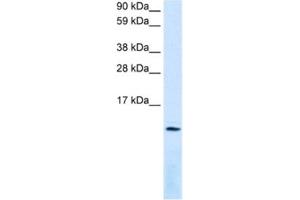 Western Blotting (WB) image for anti-Chemokine (C-X-C Motif) Ligand 12 (CXCL12) antibody (ABIN2463696) (CXCL12 Antikörper)