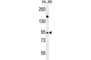 Western blot analysis in HL-60 cell line lysates (35ug/lane) using Myeloperoxidase Antibody (C-term). (Myeloperoxidase Antikörper  (N-Term))