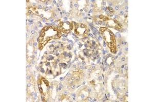 Immunohistochemistry of paraffin-embedded rat kidney using PYCARD antibody. (PYCARD Antikörper)