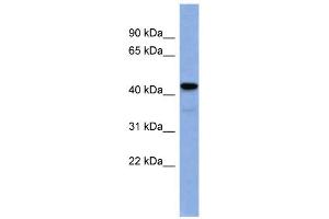 WB Suggested Anti-EGR3 Antibody Titration:  0. (EGR3 Antikörper  (N-Term))