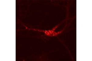Immunocytochemistry (ICC) image for anti-Potassium Voltage-Gated Channel, Shab-Related Subfamily, Member 1 (KCNB1) (AA 532-857) antibody (ABIN1742475)
