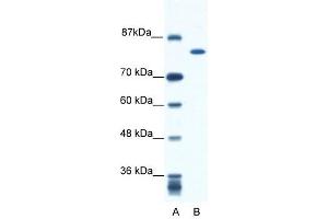 KIF23 antibody used at 0. (KIF23 Antikörper  (N-Term))