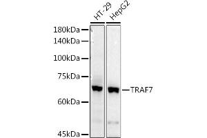 Western blot analysis of extracts of various cell lines, using TR antibody (ABIN3023477, ABIN3023478, ABIN3023479 and ABIN6220053) at 1:1000 dilution. (TRAF7 Antikörper)