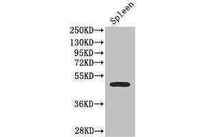 Western Blot Positive WB detected in: Mouse spleen tissue All lanes: SSTR2 antibody at 2. (SSTR2 Antikörper  (AA 304-369))