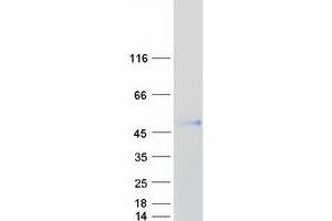 Validation with Western Blot (ANGPTL7 Protein (Myc-DYKDDDDK Tag))