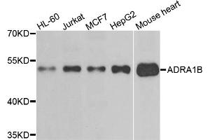 Western blot analysis of extracts of various cell lines, using ADRA1B antibody (ABIN5995390) at 1/500 dilution. (ADRA1B Antikörper)