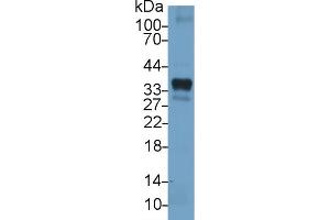 Detection of HO1 in Porcine Lung lysate using Polyclonal Antibody to Heme Oxygenase 1 (HO1) (HMOX1 Antikörper  (AA 61-172))