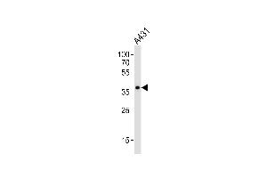 Western blot analysis of lysate from A431 cell line, using MUL1 Antibody (Center) (ABIN6244174 and ABIN6577579).