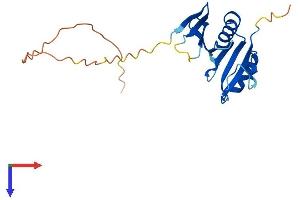 OAZ2 Protein (AA 1-189) (His tag)