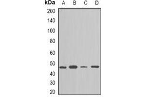 Western blot analysis of NAP1L1 expression in TH29 (A), SKOV3 (B), NIH3T3 (C), mouse spleen (D) whole cell lysates. (NAP1L1 Antikörper)