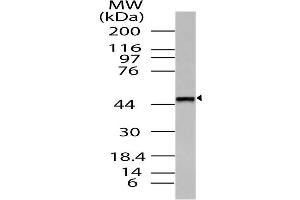 Image no. 1 for anti-Thyrotropin-Releasing Hormone Receptor (TRHR) (AA 180-398) antibody (ABIN5027593)