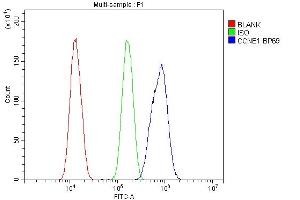 Flow Cytometry analysis of SiHa cells using anti-CCNE1 antibody (ABIN7601193). (Cyclin E1 Antikörper  (AA 3-386))