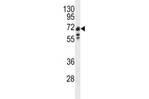 Western blot analysis of Lamin B1 antibody and Ramos lysate (Lamin B1 Antikörper  (AA 459-488))