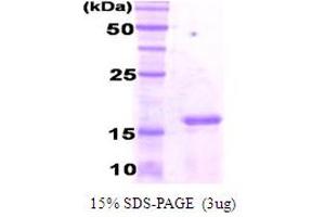 CEBPG Protein (AA 39-147) (His tag)