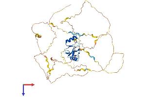 CBLL1 Protein (AA 1-491) (His tag)