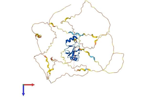 CBLL1 Protein (AA 1-491) (His tag)